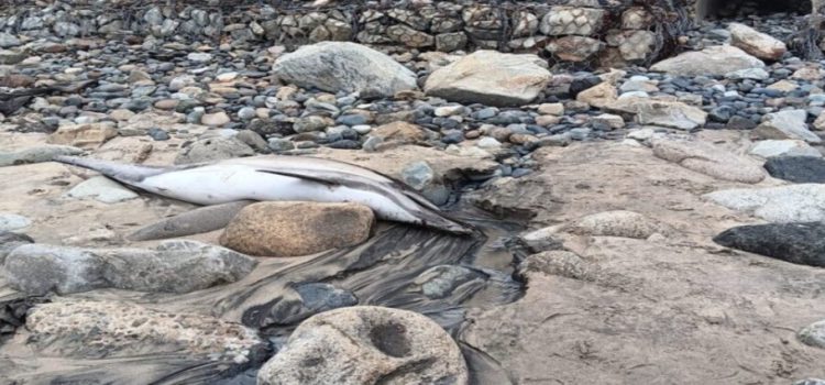 Encuentran a delfín muerto en playas de Tijuana