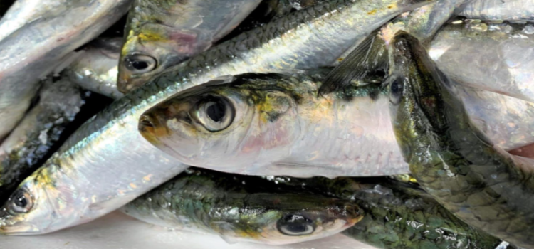 Baja California es el segundo estado productor de sardina a nivel nacional