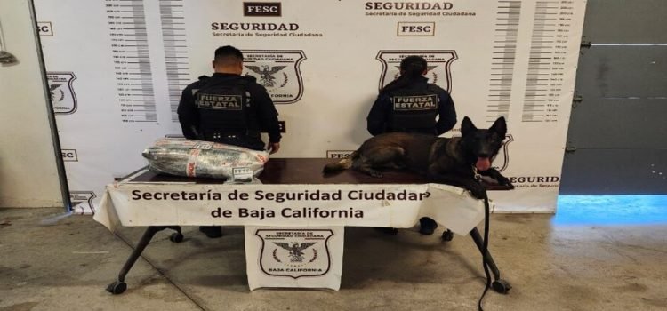 Detectan caso de “mula ciega” en Tijuana