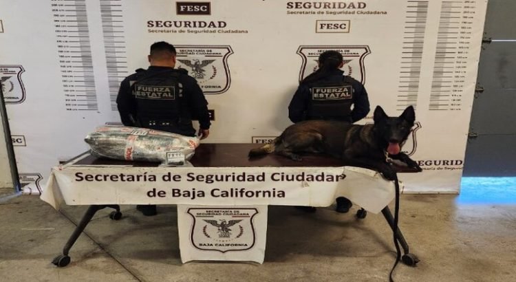 Detectan caso de “mula ciega” en Tijuana