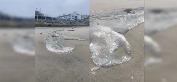 Encuentran restos de ballena en Playas de Tijuana