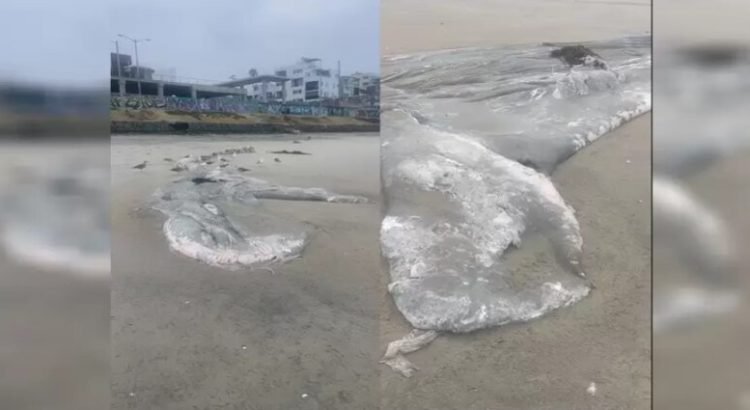 Encuentran restos de ballena en Playas de Tijuana