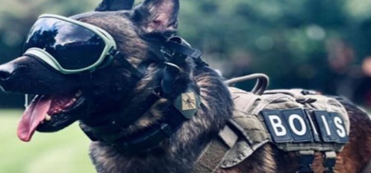 Nombran Perro del Año 2023 a Boris, agente canino de la FESC de Baja California