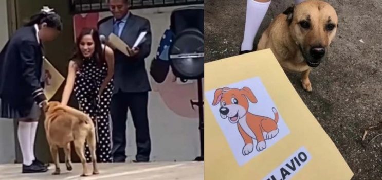 Flavio, el perrito callejero que se graduó y conquistó TikTok