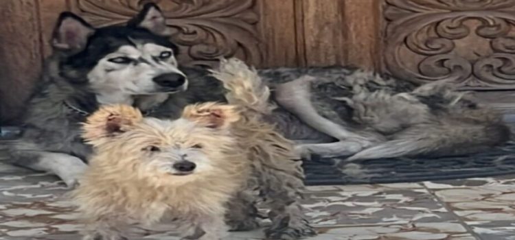 Rescatan dos perros en estado crítico en Tijuana