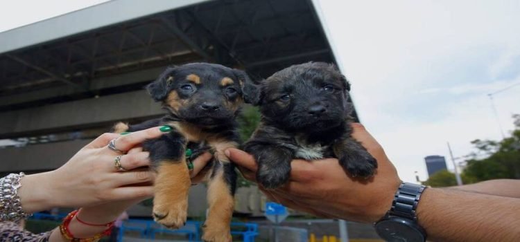 La venta clandestina de mascotas en Tijuana va a la baja