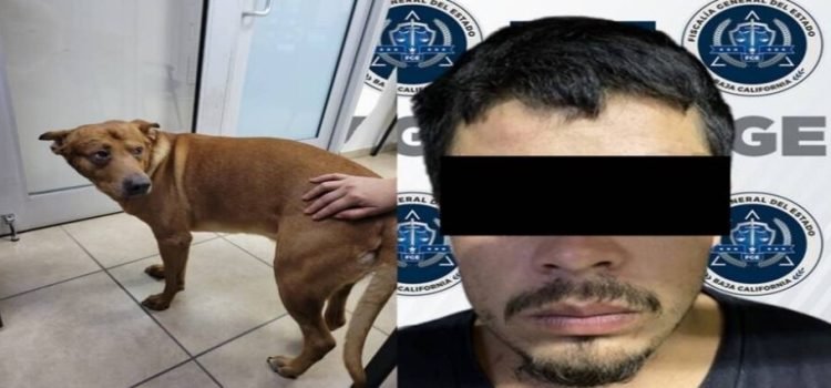 Hombre intenta matar a la mascota familiar porque la atendían mejor que a él