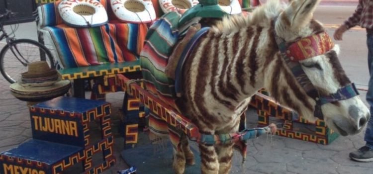 Exigen se sancione el uso de los “burro-cebra”