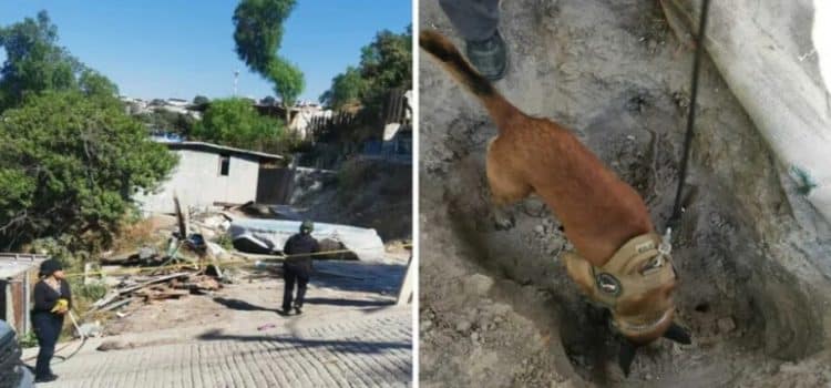 Encuentran osamenta en una vivienda de Tijuana