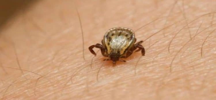 Baja California registra 30 muertes por rickettsia este 2024