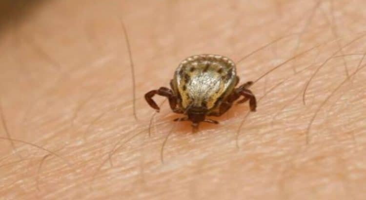 Baja California registra 30 muertes por rickettsia este 2024