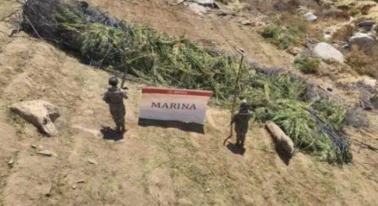 Marina decomisa e incinera ocho plantíos de mariguana en Baja California