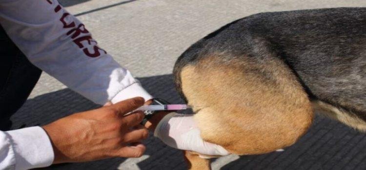 Implementan acciones preventivas contra la rickettsiosis en Tijuana