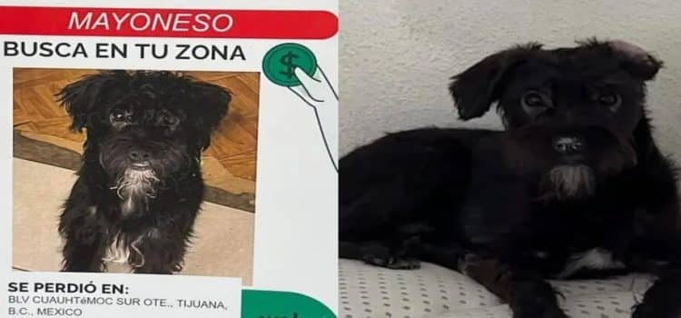 Mujer ofrece de recompensa 500 dólares por su perro Mayoneso