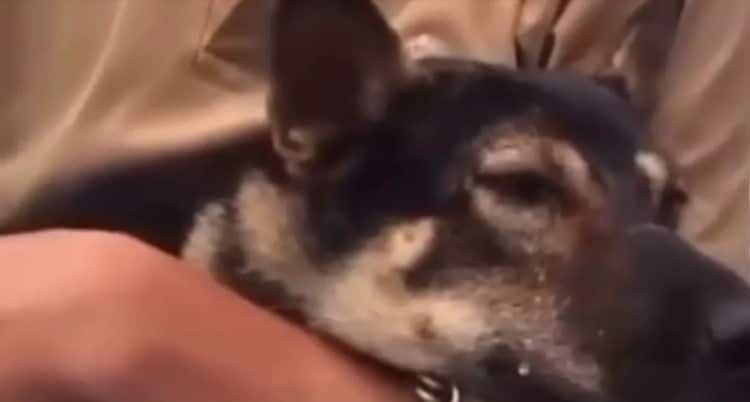 [VIDEO] Emotivo reencuentro: perro llora de felicidad al ver a su dueño tras el tifón «Yagi» en Vietnam