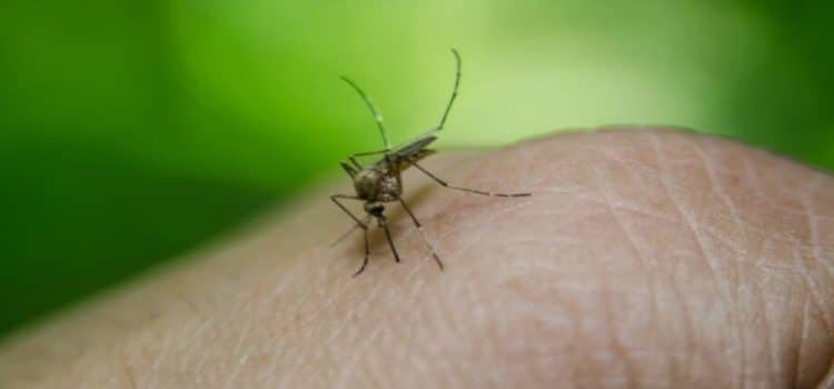 Descartan casos de dengue en el estado