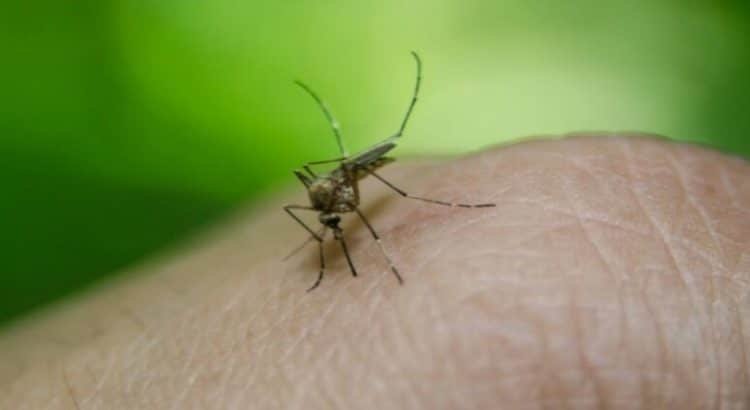 Descartan casos de dengue en el estado