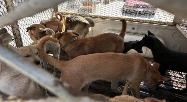 Control Animal de Tijuana, saturado por abandono de canes