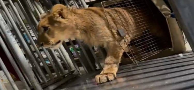 Rescatan a León africano en Tijuana
