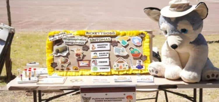 Reforzará Baja California acciones contra la Rickettsia en jornada nacional