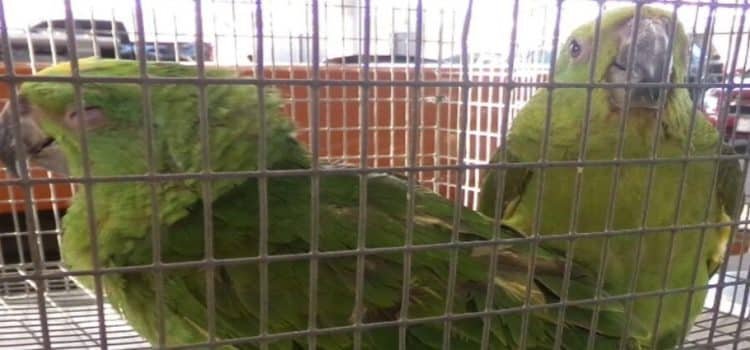 Continúan los casos de tráfico de animales silvestres en Tijuana y BC