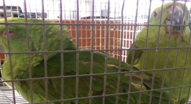 Continúan los casos de tráfico de animales silvestres en Tijuana y BC