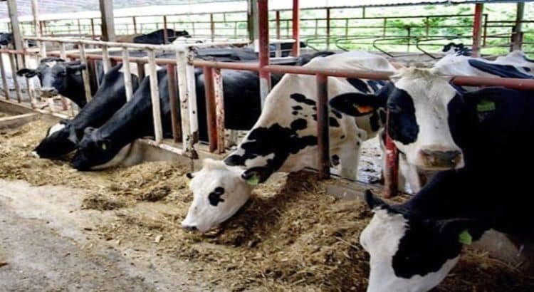Producción ganadera de Baja California disminuyó un 50%