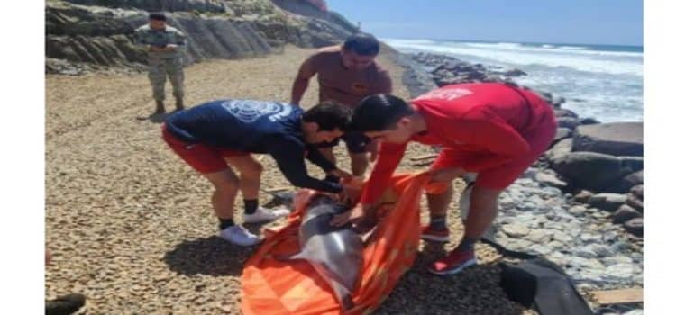 Rescatan a delfín varado cerca del muro fronterizo en Playas de Tijuana