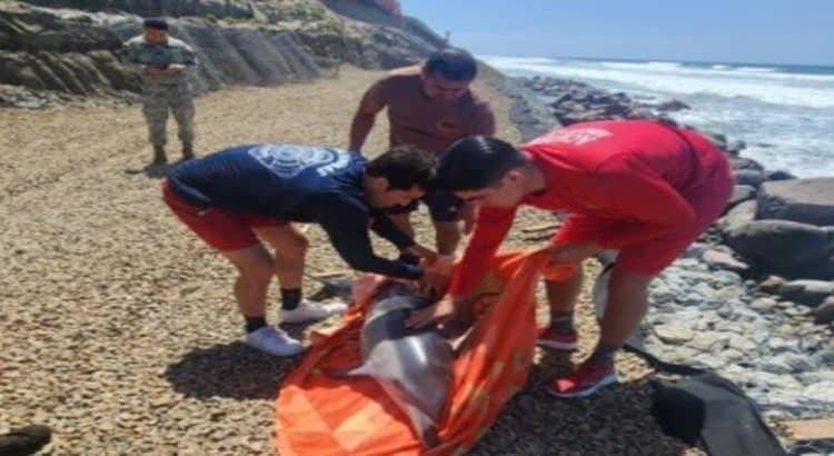 Rescatan a delfín varado cerca del muro fronterizo en Playas de Tijuana
