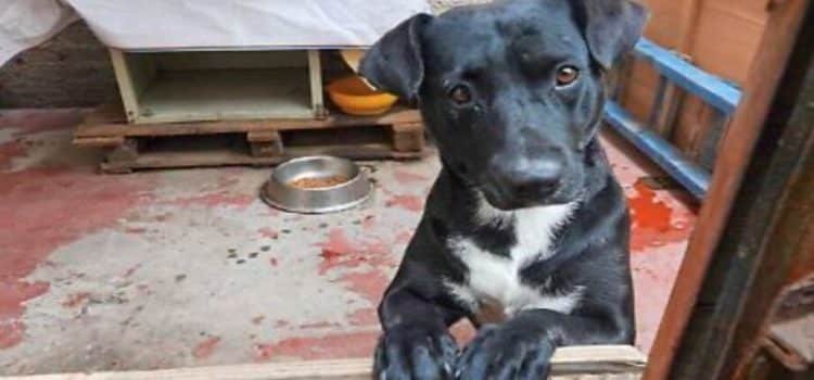 Baja California aprueba reforma para reconocer a los animales como seres sintientes