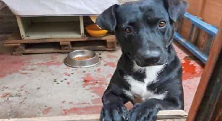 Baja California aprueba reforma para reconocer a los animales como seres sintientes