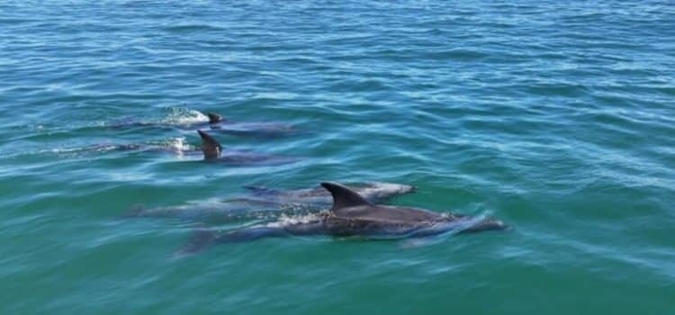 Avistan delfines en Tijuana