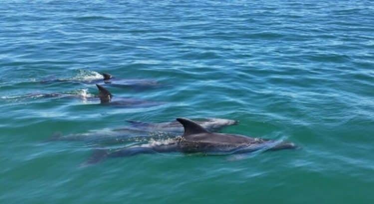 Avistan delfines en Tijuana