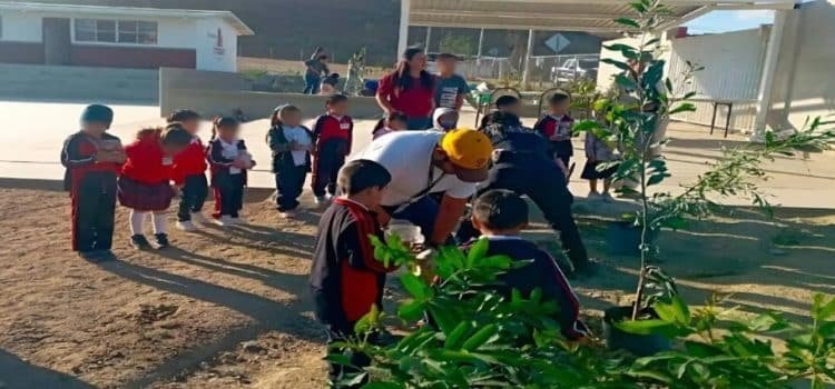 Planta Ayuntamiento más de 160 árboles en Tijuana