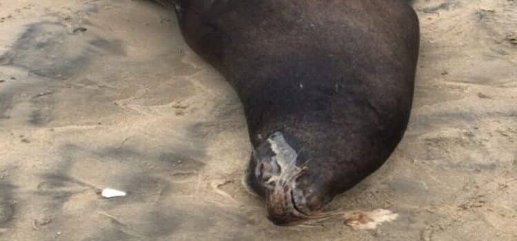 Rescatan a lobo marino enfermo en Playas de Tijuana