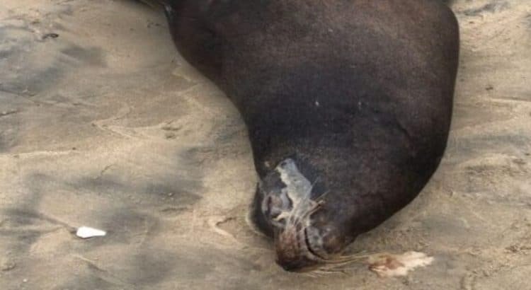 Rescatan a lobo marino enfermo en Playas de Tijuana