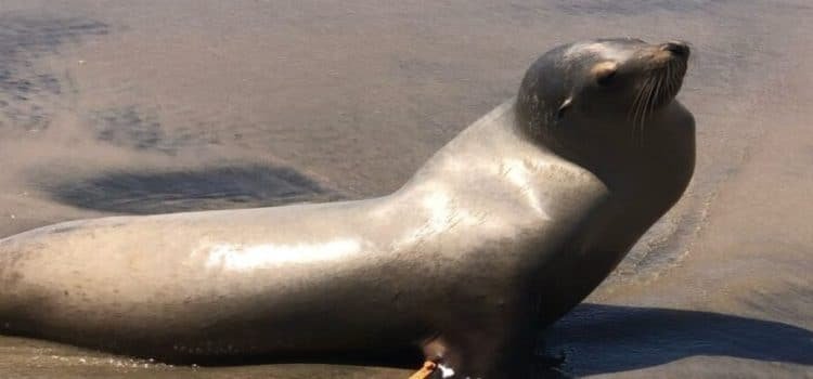Baja California registra 40 varamientos de lobos marinos por intoxicación con ácido domoico