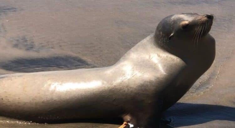 Baja California registra 40 varamientos de lobos marinos por intoxicación con ácido domoico
