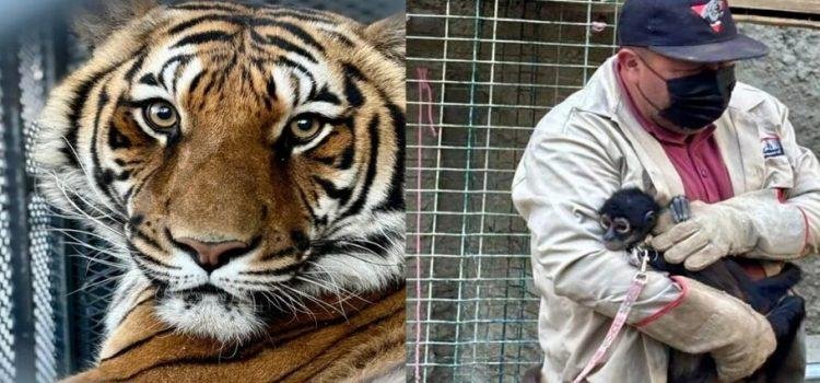 Encuentran tigre de bengala durante cateo en colonia Buena Vista