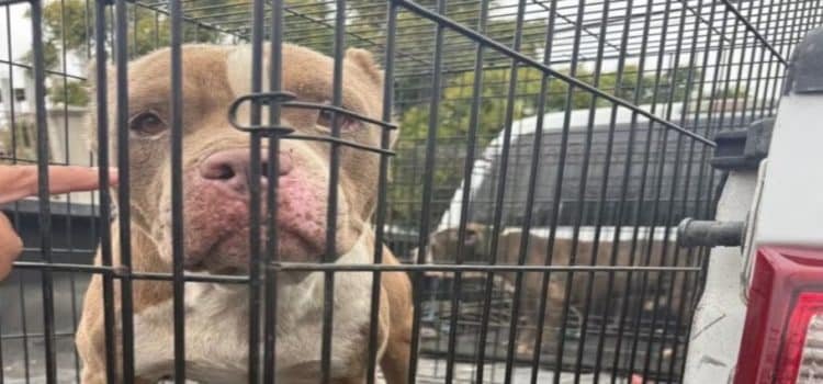 Rescatan a 8 perros víctimas de maltrato animal