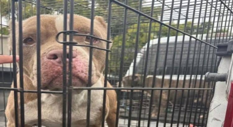 Rescatan a 8 perros víctimas de maltrato animal