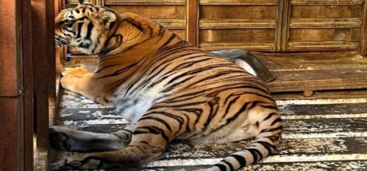 Aseguran un tigre siberiano, un mono araña y otros animales tras cateo en BC