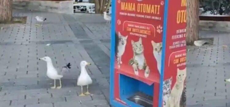 Gaviotas aprendieron a maullar para obtener comida