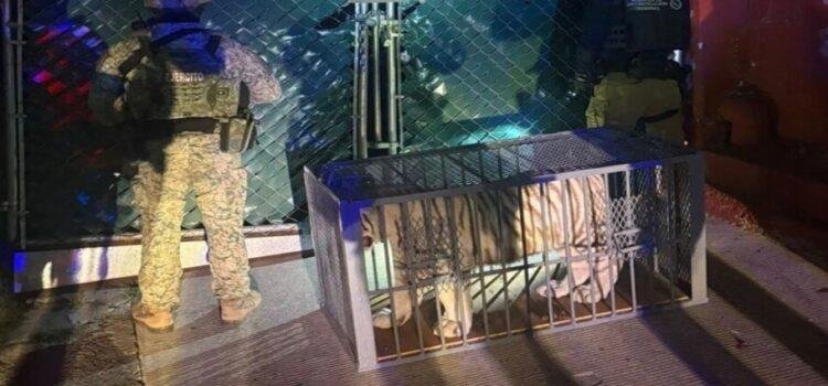 FGR rescata a tigre blanco en Tijuana