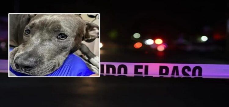 Atacan a hombre y su perrita resulta herida al defenderlo