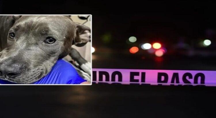 Atacan a hombre y su perrita resulta herida al defenderlo