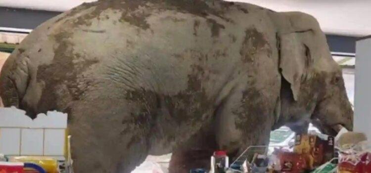 Elefante entró a robar a tienda de conveniencia