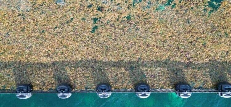Se han recolectado más de 41 mil toneladas de sargazo este 2025 en QRoo: Sema