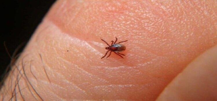 Zona este de Tijuana acumula el mayor número de fallecimientos por rickettsiosis