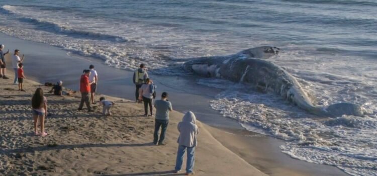 Hallan ballena muerta en Playas de Tijuana